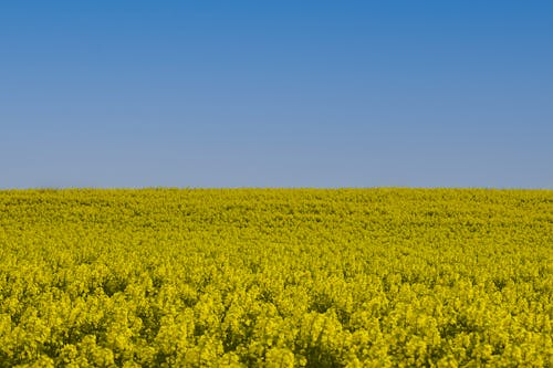 Free Landscape in the colors of the ukrainian flag Stock Photo