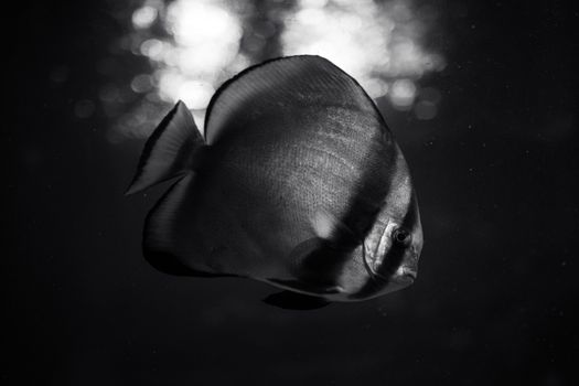 Orbicular Batfish Swimming Underwater in Grayscale Photography