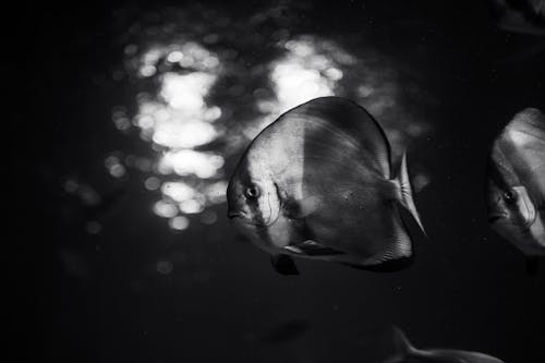 Orbicular Batfish Swimming Underwater in Black and White Shot