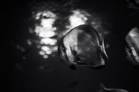 Grayscale Photo of Fish Under Cloudy Sky