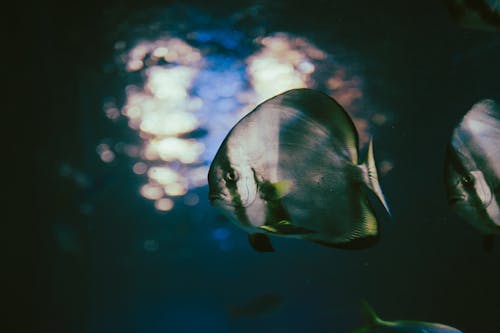 Close-up of a Fish in Water 