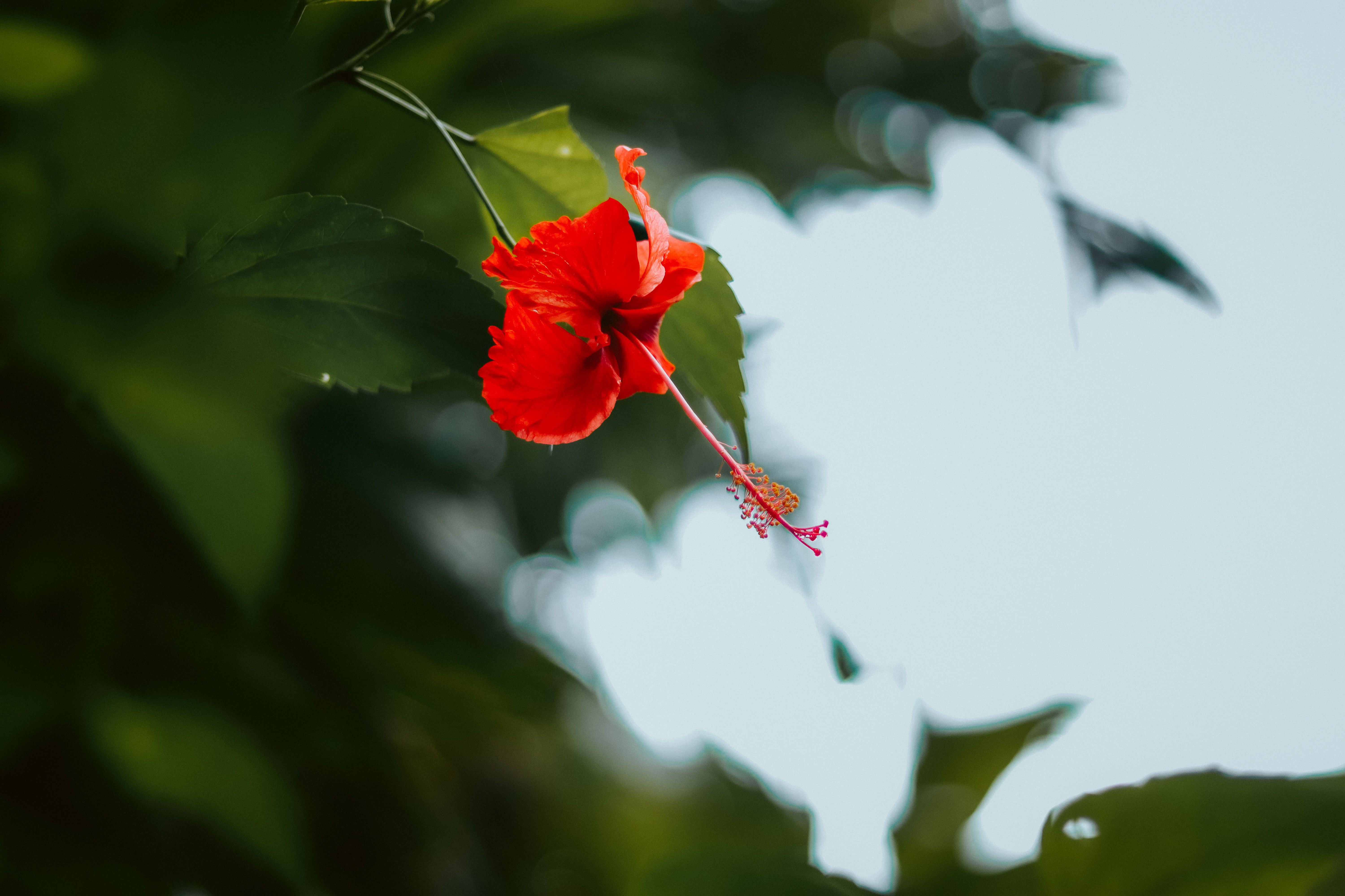 Close-up of a vivid red hibiscus flower with lush green leaves against a soft background.