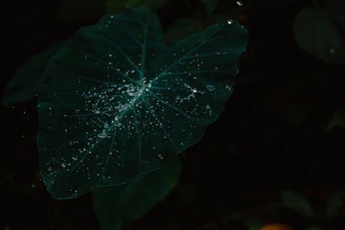 Green Leaf With Water Droplets