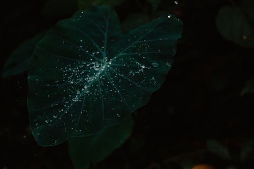 Free Stunning close-up of a green taro leaf adorned with sparkling water droplets. Stock Photo