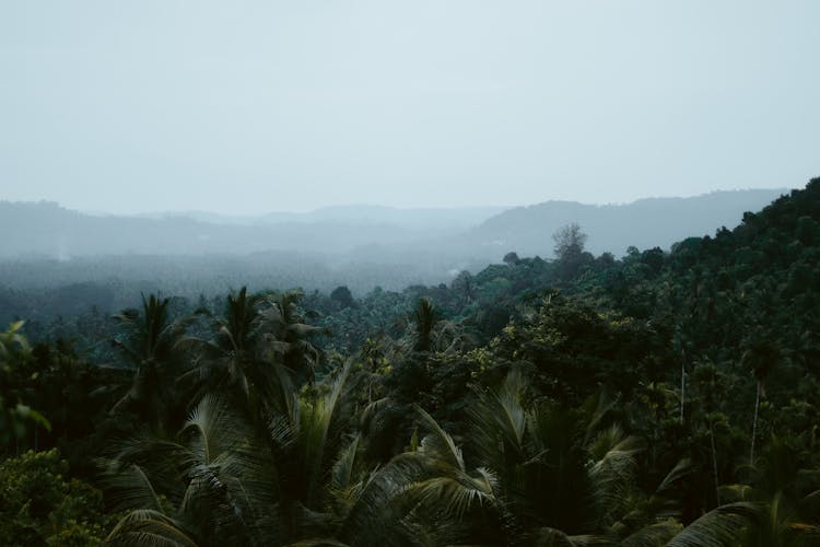 Fog Over Forest With Palm Trees