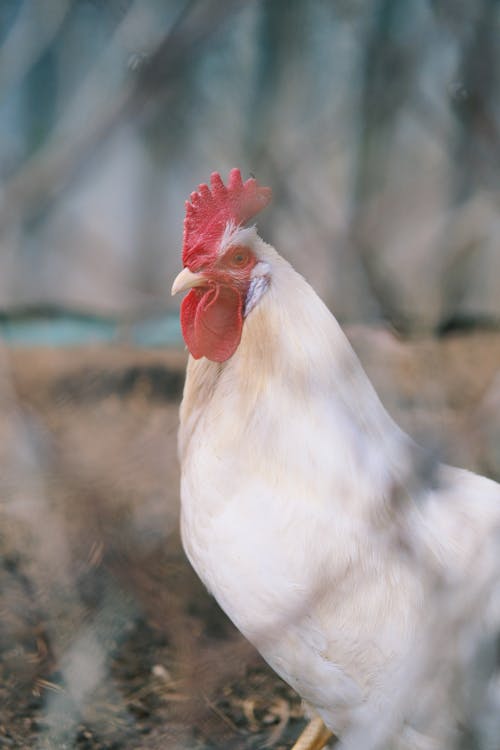 Free Close-Up Shot of a Rooster Stock Photo