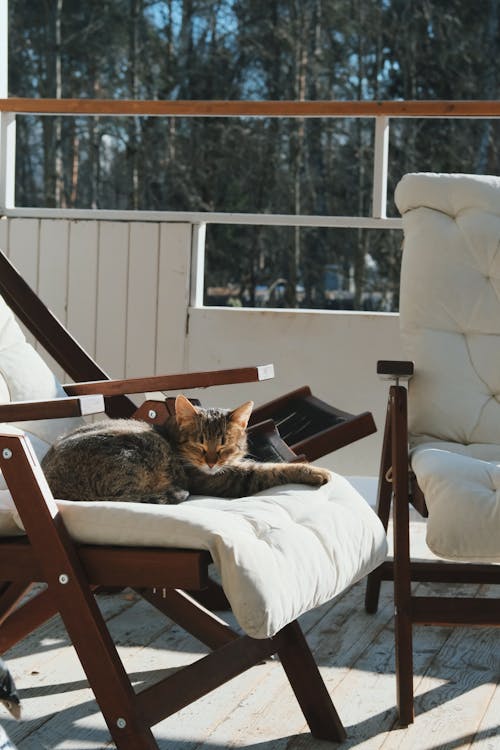 A Tabby Cat Sleeping on a Chair 