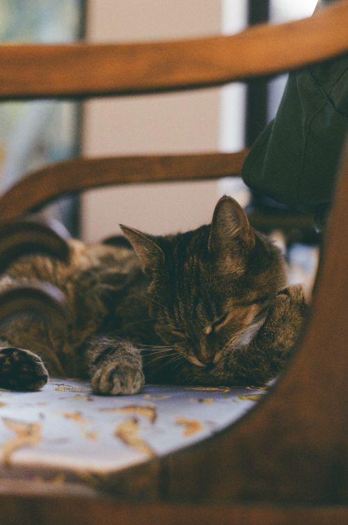Free A domestic cat peacefully sleeping on a wooden chair, indoors. Stock Photo