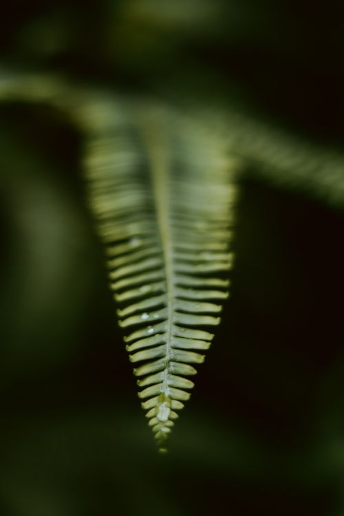 Free Macro shot of a green fern leaf with dewdrops. Captured with selective focus, showcasing water on foliage. Stock Photo