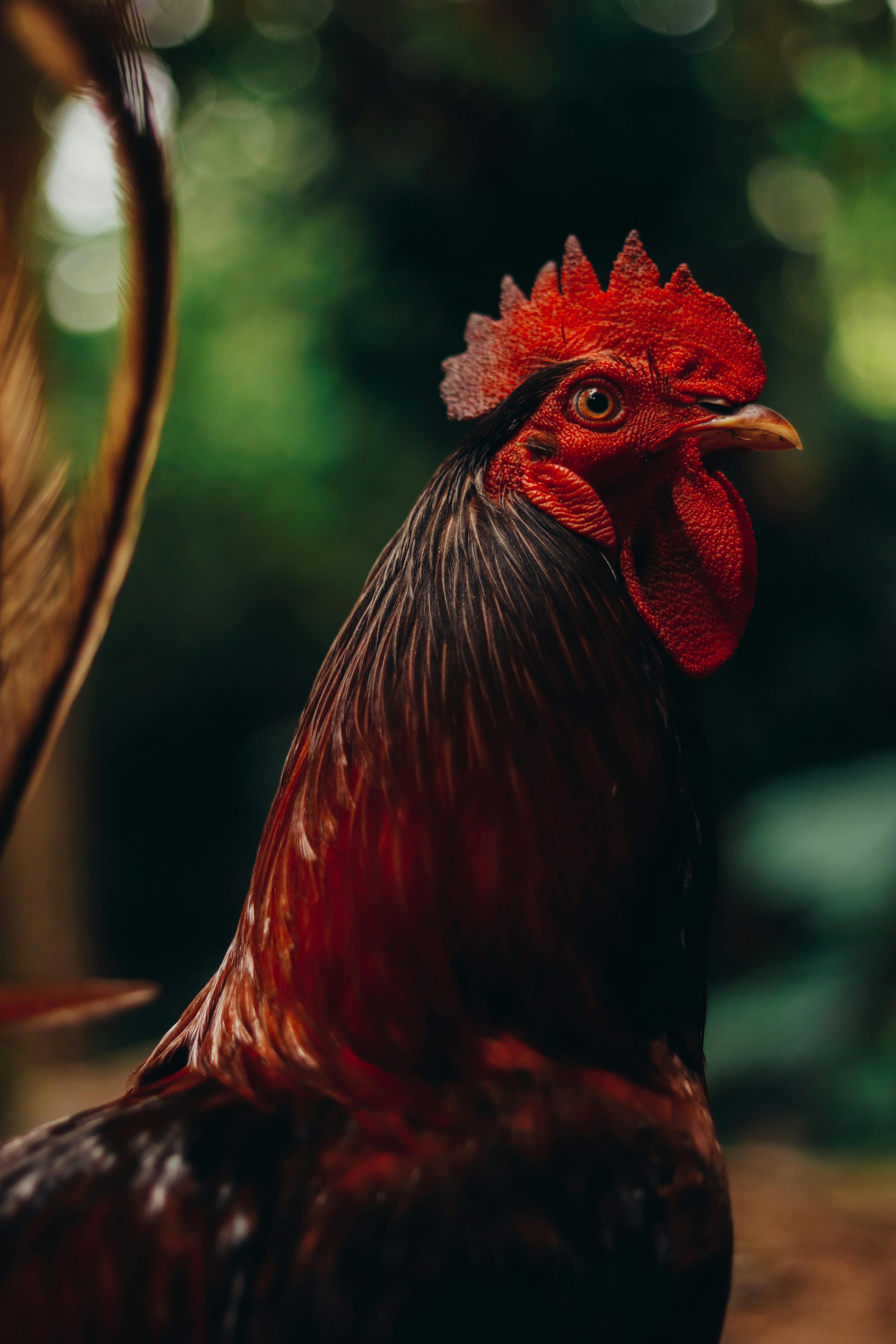 Rooster With Headup Is Standing In Blur Background HD Rooster Wallpapers |  HD Wallpapers | ID #108156