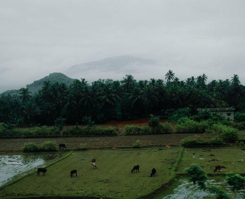 Free Aerial view of a serene rural landscape with cattle grazing, rice paddies, and lush greenery. Stock Photo