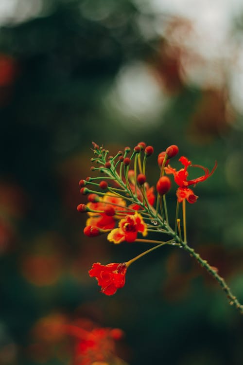 Red and Yellow Flower in Tilt Shift Lens · Free Stock Photo