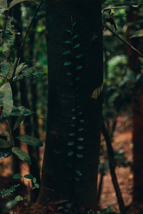 Free A detailed view of a vine climbing a tree trunk in a dense, green forest setting. Stock Photo
