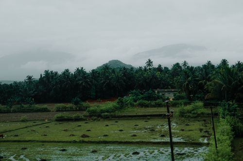 Free A serene view of lush tropical fields and palm trees enveloped in mist and rain, evoking tranquility. Stock Photo