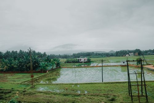 Free Peaceful rural scene with lush green rice fields and cloudy sky, showcasing agricultural beauty. Stock Photo