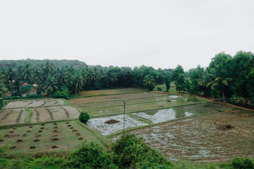 Free Aerial view of lush rice fields and palm trees in a tranquil rural countryside setting. Stock Photo