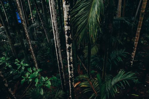 Free Aerial view of a lush, dense tropical forest showcasing vibrant greenery and tall trees. Stock Photo