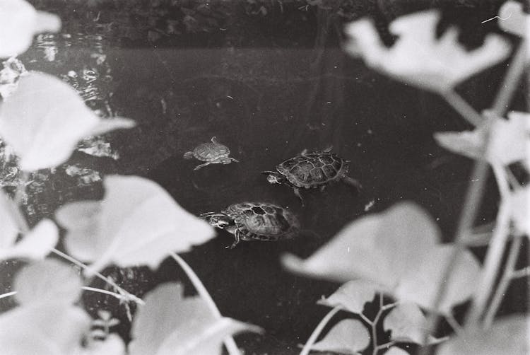 Black And White Shot Of Turtles Swimming On Lake