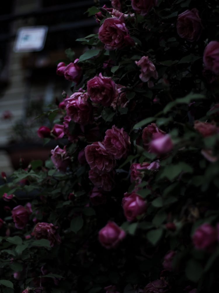 Roses Blooming On Bush