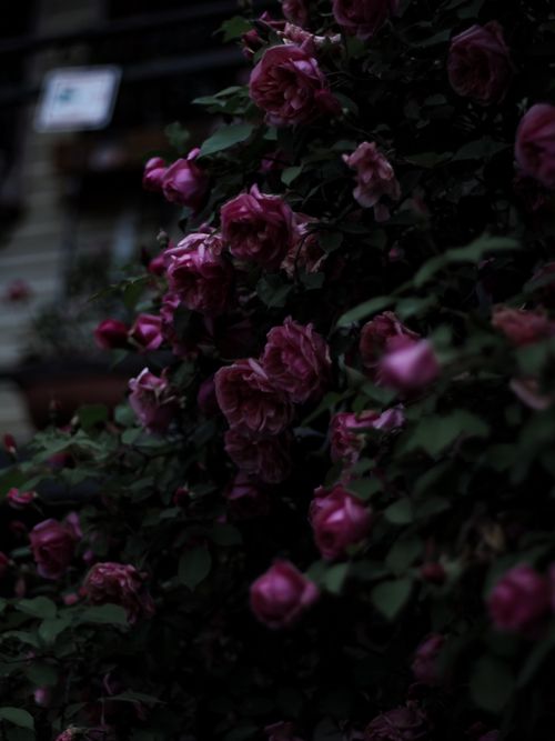 Free A lush rose bush with vibrant pink flowers captured in a dramatic, low-light setting. Stock Photo