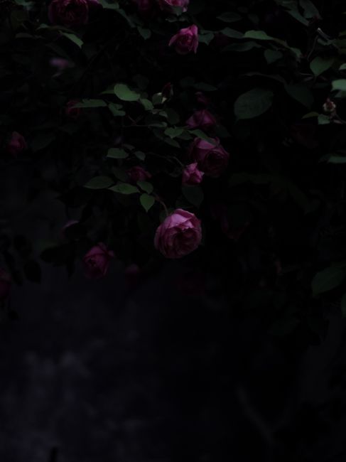 A dramatic depiction of blooming roses with a dark, moody backdrop, creating a sense of mystery.