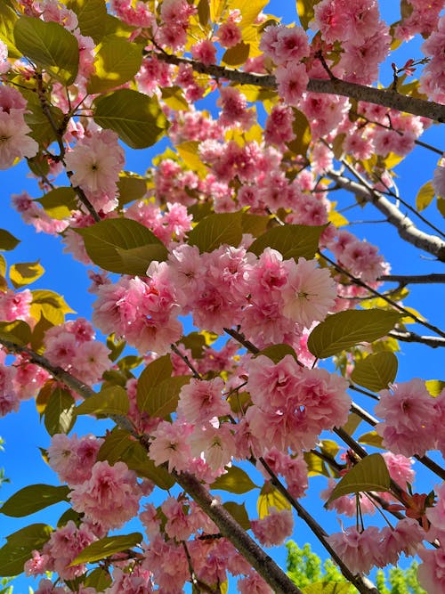 Immagine gratuita di arbusto, avvicinamento, ciliegia giapponese