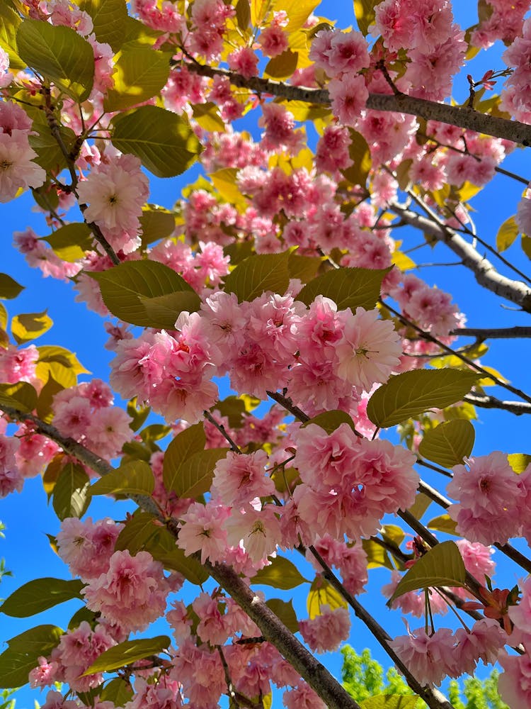 Pink Japanese Cherry Flowers In Bloom