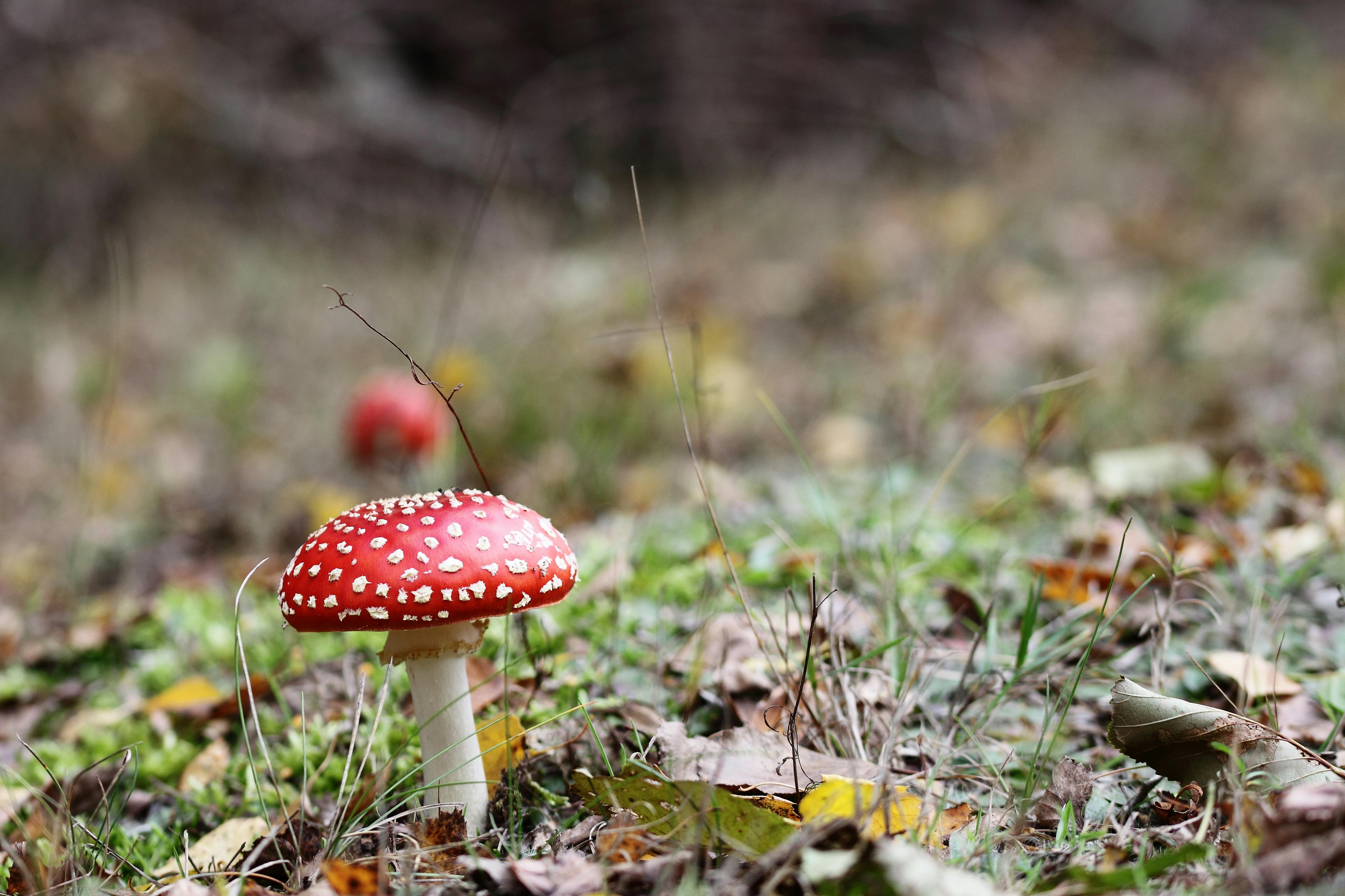 Kostenloses Foto zum Thema: amanita muscaria, fliegenpilz, natur