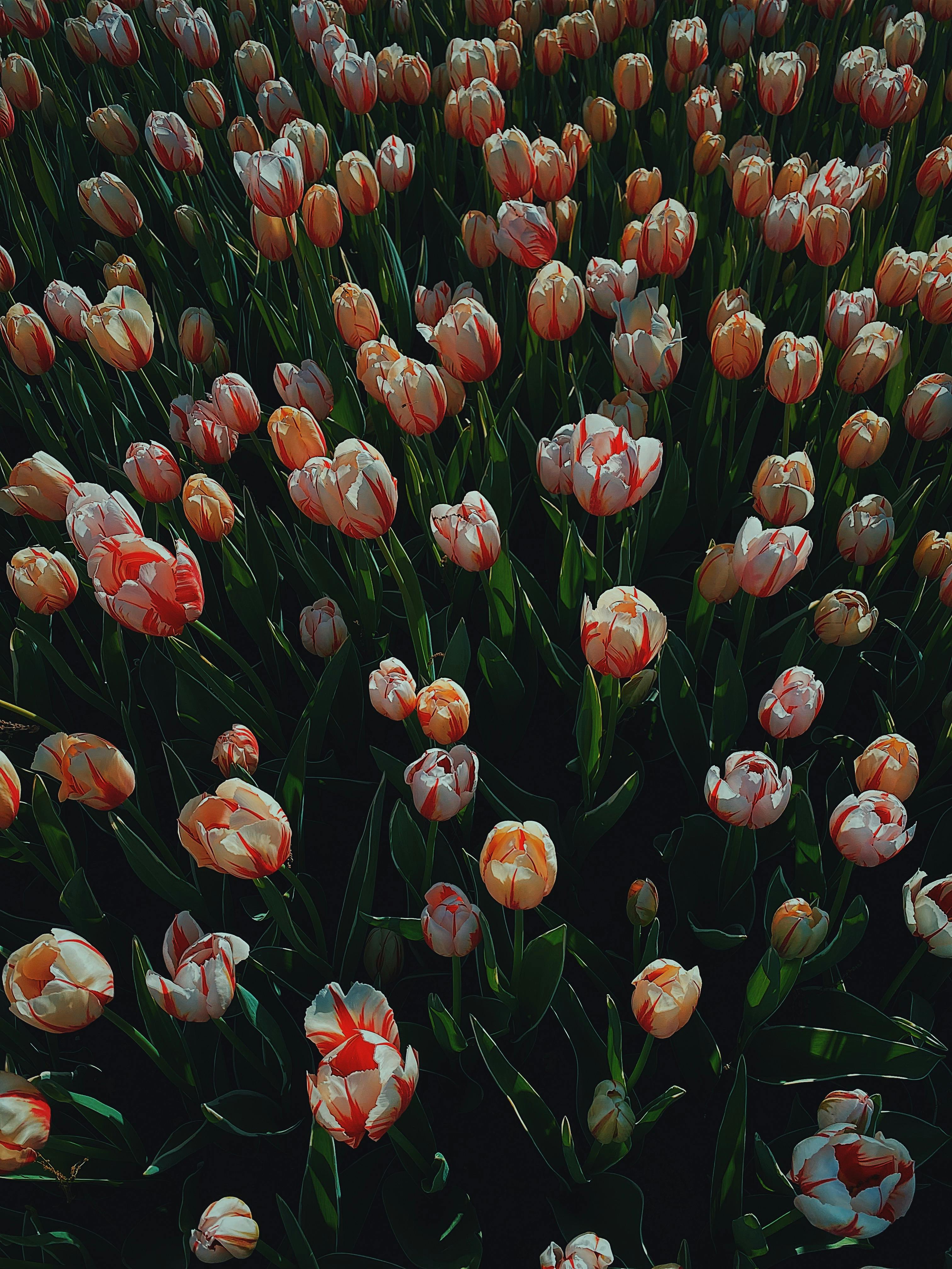 Red and White Tulips in Bloom