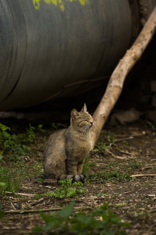 Коты на улице