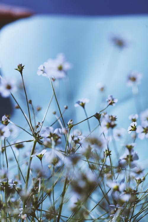 Close-up of Flowers 