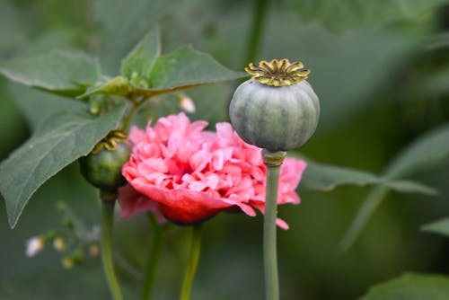 Free Poppy in the Garden Stock Photo