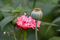 Poppy in the Garden