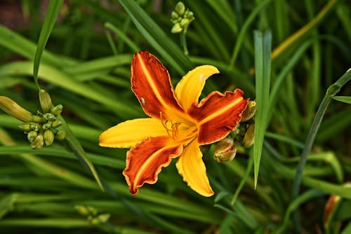 Free Orange Lily with Leaves Stock Photo