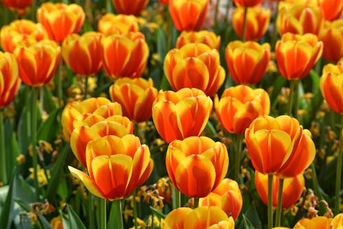 Free Tulips at De Keukenhof Stock Photo