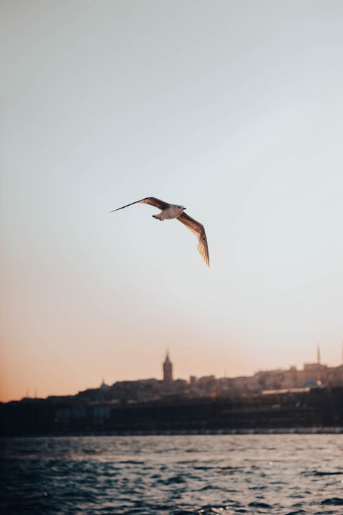 Бесплатное стоковое фото с вертикальный выстрел, вода, водоплавающая птица