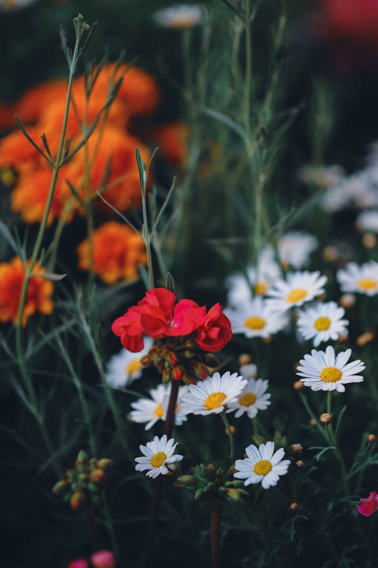 Wildflowers Growing In Garden