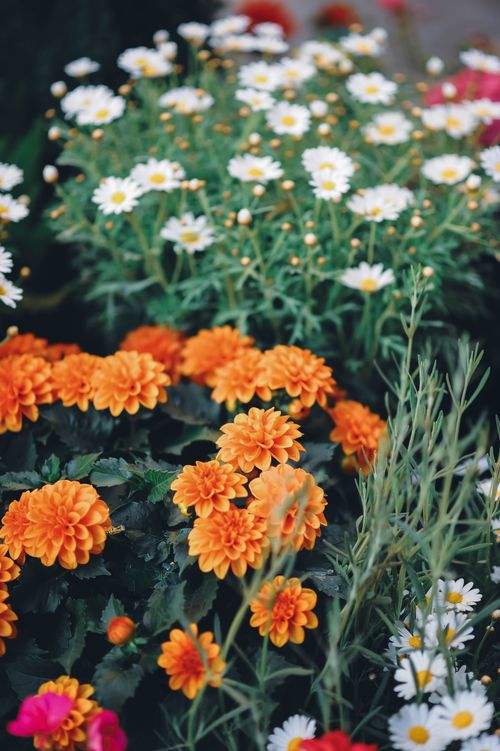 Free Vivid orange dahlias and white daisies in a garden display vibrant colors and natural beauty. Stock Photo