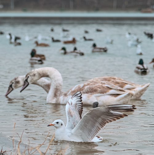 Assorted Birds on a Lake