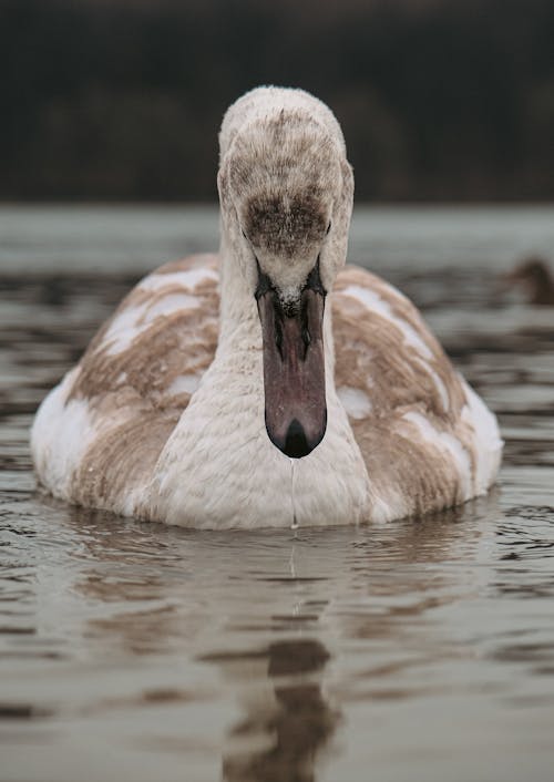 Beautiful Swan on Body of Water