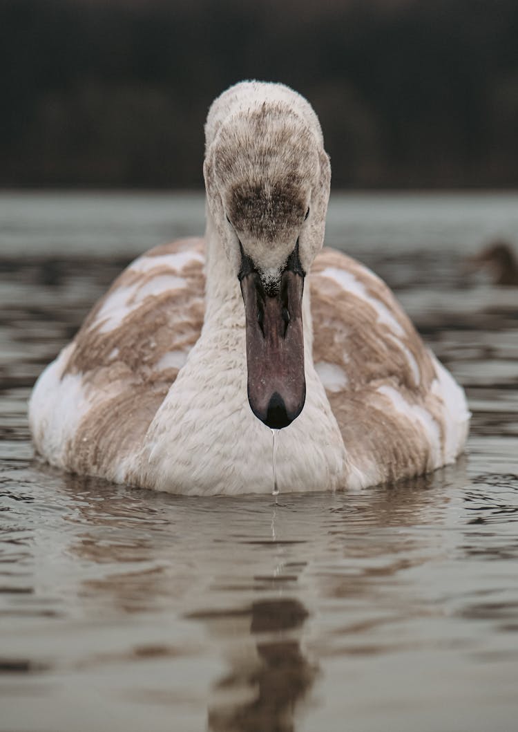 Beautiful Swan On Body Of Water