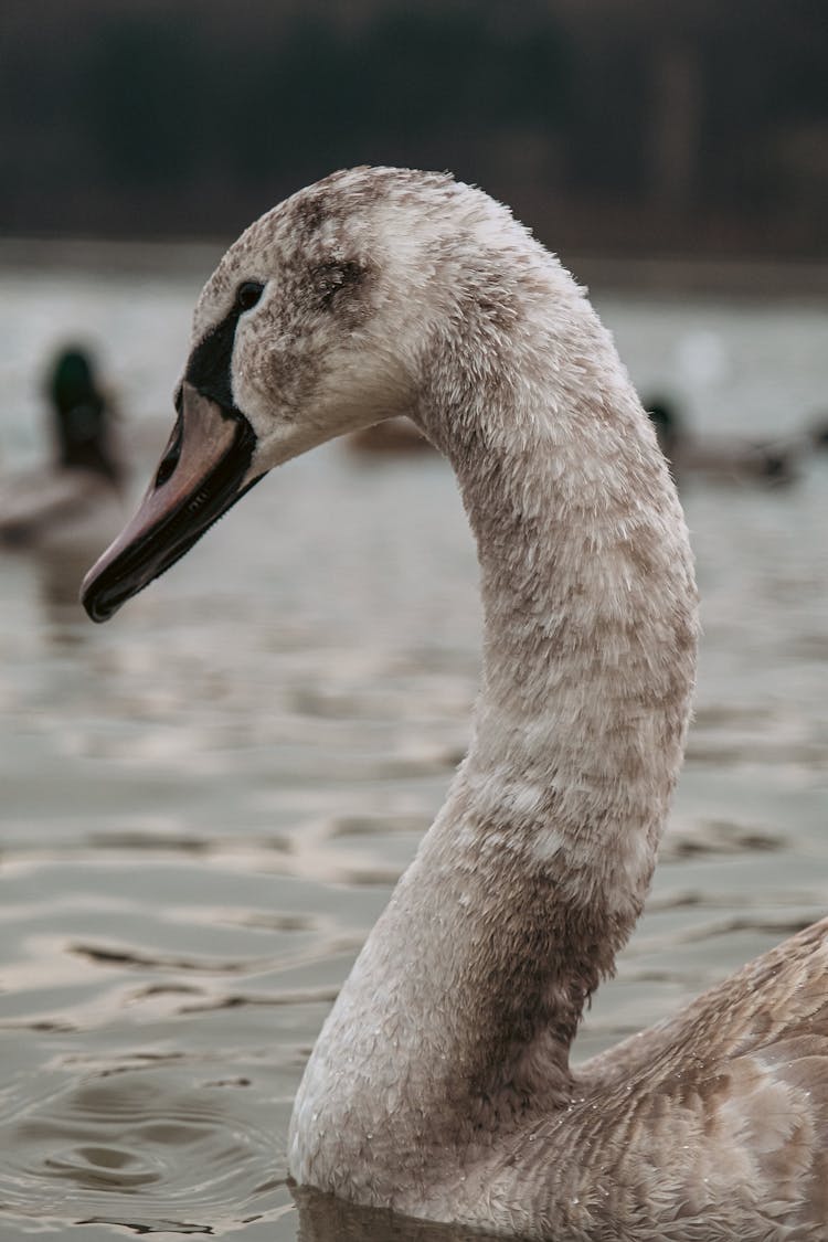 Dirty Swan On The Lake