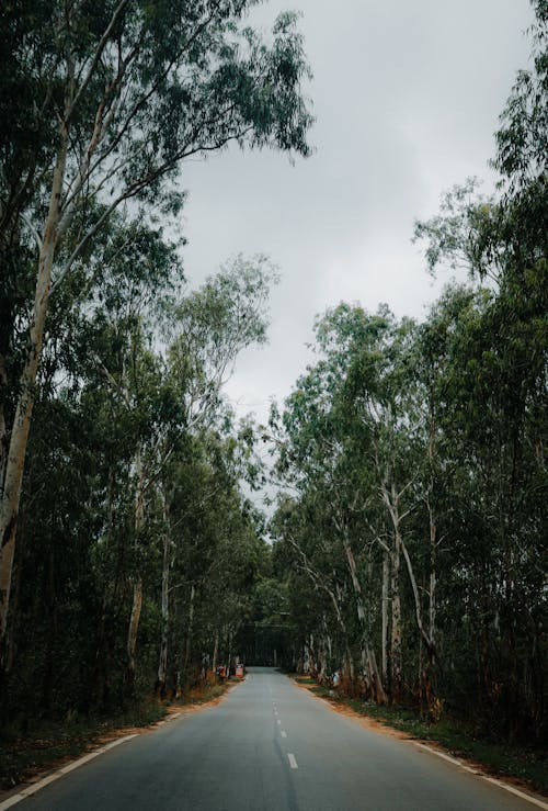 Gratis stockfoto met asfalt, bomen, Bos