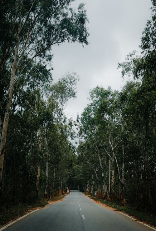 Free A peaceful countryside road flanked by lush green forest trees under a cloudy sky. Stock Photo