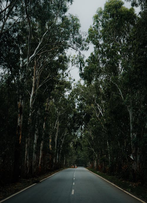 Immagine gratuita di alberi, asfalto, autostrada