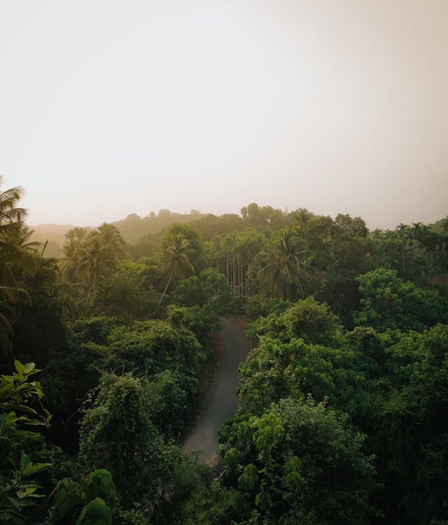 Road in Between Green trees