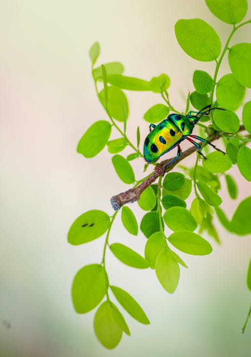 Free A Jewel Bug on a Twig Stock Photo