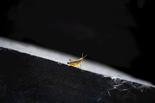  A Grasshopper on Gray Surface