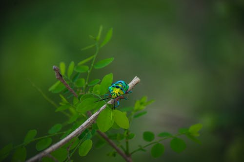 Macro of Bee on Bush Branch