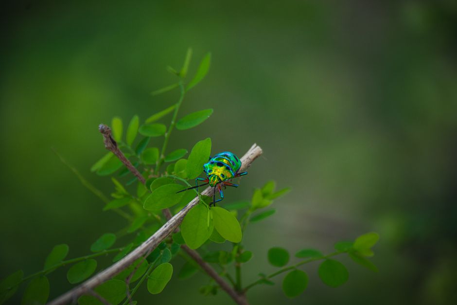 Fotomural Un vibrante insecto joya se sienta en una rama entre hojas verdes exuberantes en un entorno de jardín.